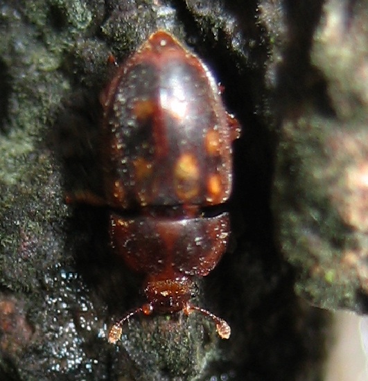 Nitidulidae: Epuraea cfr. guttata